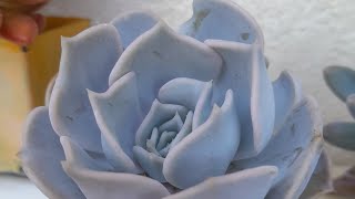 Echeveria lilacina como cultivar suculentas com pruina o que é pruina [upl. by Susannah]