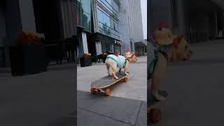 Dog shows off his skills on skateboard So cool cute funny doglife [upl. by Mackie]