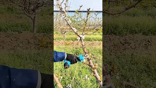 Pruning cherry tree branches process farming [upl. by Yrem]