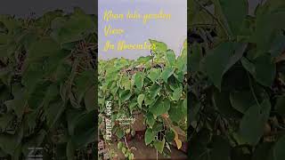 Giloy vine cutting session urbangardens garden [upl. by Penrose686]