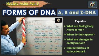 Z  DNA comparison with ADNA and BDNA [upl. by Ibocaj]