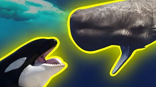 ORCA VS SPERM WHALE [upl. by Odlawso]