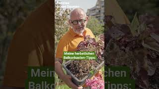 Herbstliche BalkonkastenTipps Farbenfrohe Pflanzen für Balkon und Terrasse garten gerechten diy [upl. by Knutson]