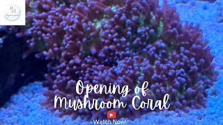 Opening of Mushroom Coral [upl. by Idner413]