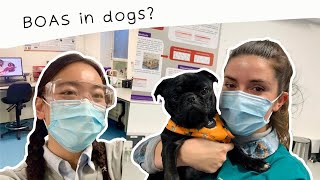 How to assess your dog for brachycephalic obstructive airway syndrome BOAS [upl. by Holms]