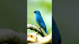 Mesmerizing Verditer Flycatcher A Birding Delight 🐦 BirdWatching naturelovers shorts ytshorts [upl. by Solon]