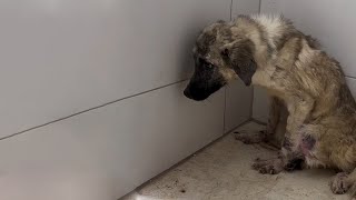 Little Abandoned Dog Was Panicked Crying Like A Baby When He Was Taken To The Vet [upl. by Atonsah34]