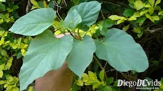 Cissus verticillata  Princess vine  Uvadomato Vitaceae [upl. by Sapienza]