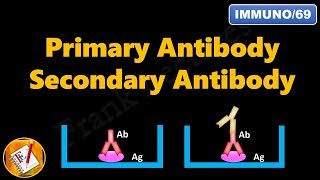 Primary and Secondary Antibodies FLImmuno69 [upl. by Assyle]