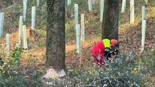 Gruße buche fällen mit Stihl ms 362 c😱😱😱 [upl. by Yuhas]