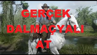 Red Dead Redemption 2 Gerçek Dalmaçyalı At [upl. by Karlin]