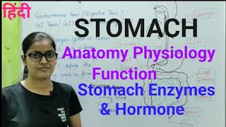 Stomach Anatomy Physiology Function of Stomach Enzymes and Hormone Secreted by Stomach [upl. by Anastice371]