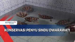 Konservasi Penyu Sindu Dwarawati [upl. by Nale508]