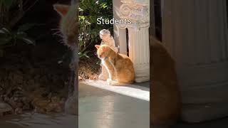 In school sport meet student vs teacher cat cuteannimals catblogger funnyvideo [upl. by Rep944]