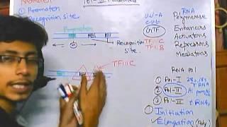 Eukaryotic transcription part 4 Polymerase III mediated transcription [upl. by Aikrehs930]