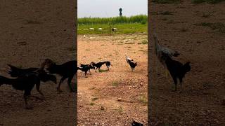 Natukodi pillalalu pedhavi avuthunnai kodirajafarming chicken krf natukodi kodiraja [upl. by Terrilyn]