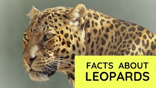 Leopard Facts for Kids  Interesting Educational Video about Leopards for Children  Fun Facts [upl. by Britton]