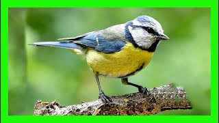 Blue Tit Song Blue Tit Call Blue Tit Voice  Herrerillo Común Canto  Cyanistes Caeruleus [upl. by Serdna]