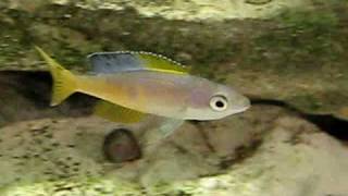 Cyprichromis leptosoma speckleback Moba [upl. by Dor786]