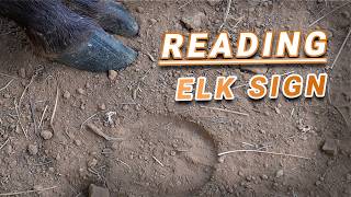 ELK SIGN 101  Tracks Rubs Wallows and Elk Turds [upl. by Carthy250]