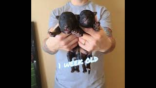 25 Puppies In 30 seconds  German Shepherd Puppies  Ayers Legends German Shepherds Shorts [upl. by Ariaic]