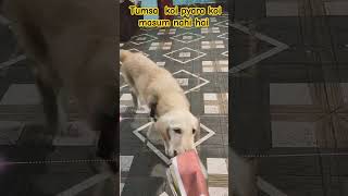 Cutedog  short viral videos [upl. by Martelli241]