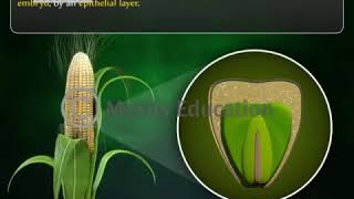 Types of Seeds and their Structure Albuminous Seeds [upl. by Socin]