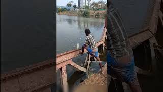 Unique Way of Mullet fish fishing trap fishing mulletfishing [upl. by Nyleikcaj]