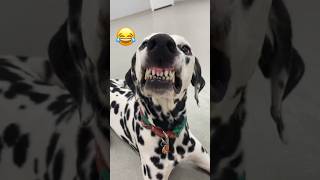 Cutest Smiling Dogs Compilation 🐶❤️ MyPetsie [upl. by Jahdol901]