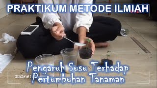 Praktikum Metode Ilmiah  Pengaruh Susu Terhadap Pertumbuhan Tanaman [upl. by Azilef494]