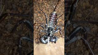 Texas giant vinegaroon Mastigoproctus giganteus feeding black cricket [upl. by Ainsley]