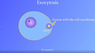 Exocytosis Animation with a real Paramecium [upl. by Stuart250]