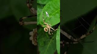 Argiope argentata reconstruyendo la tela 4K [upl. by Torey]