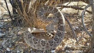 Western Diamondback Rattlesnake wakes up suddenly [upl. by Haisej]