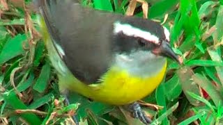 ① Bananaquit Coereba flaveola Platanero Mielero Zuckervogel [upl. by Esilehc]