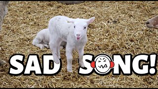 EWE have to hear this LAMB 🙉  the WORST singing Ive EVER heard 🎶😂  VLOGMAS 2021  Vlog 530 [upl. by Drofxer]