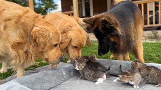 Golden Retriever Meets Kittens for the First Time [upl. by Naiditch546]