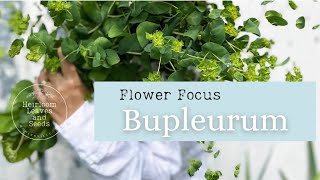 33 Flower Focus Bupleurum  Filler Foliage  Cut Flowers  Heirloom Leaves and Seeds  gardening [upl. by Ovid837]