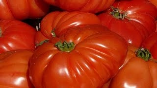 Tomato benefits properties Medical study tomato consumption Tomato lycopene [upl. by Kulsrud]