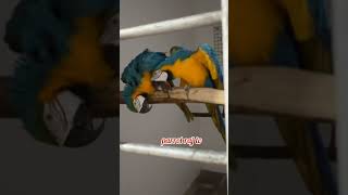 The Science Behind Macaw Pairing and Breeding [upl. by Maris]