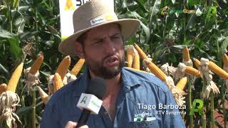 Syngenta apresenta variedades de soja e milho com alto teto produtivo [upl. by Atinniuq843]