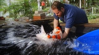 60000 Japanese Koi Fish [upl. by Wanfried]