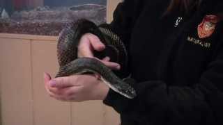 Black Rat Snakes [upl. by Wolfgram]