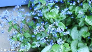 Siberian bugloss Brunnera macrophylla [upl. by Etnuahc580]