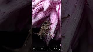 Apis Melliferawestern honey bee or European honey bee CloseUp nature photography bee closeup [upl. by Brenk]