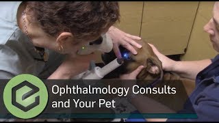 Veterinary Ophthalmology Consults and Your Pet [upl. by Nnylamme]