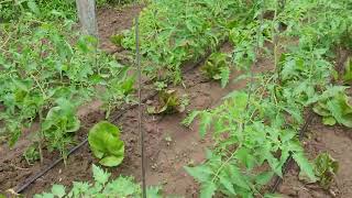 Manejo Agroecológico capina e cobertura com biomassa [upl. by Einnod]