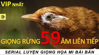 Luyện giọng và kích sung chim họa mi Hay nhất  Giọng rừng hay nhất [upl. by Anerda]