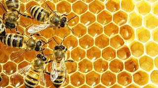 How Honey Bees Revolutionized Agriculture [upl. by Dorry551]