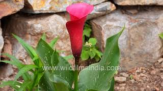 Pink coloured Arum Lily blooms at wildfilmsindia Jabbarkhet botanical collection in the Himalaya [upl. by Saum]